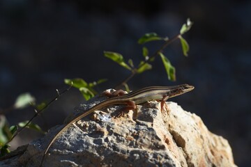 afrikanise Eidechse in Namibia