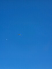 seagull flying to the moon. moon during the day. Sunny day. Summer.