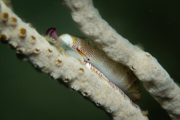 Unterwasserfoto Gorgonien Eischnecke

