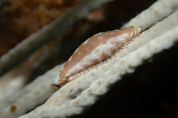 Unterwasserfoto Gorgonien Eischnecke
