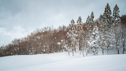A quiet snowy hillside lined with bare beech trees under a cloudy sky in Niigata, Japan. The wintry forest and untouched snow create a peaceful and moody landscape perfect for serene nature themes.