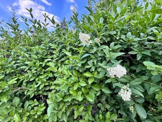Ligustrum vulgare in bloom. Fragrant white-flowered bush of Ligustrum vulgare. Close-up. Common...