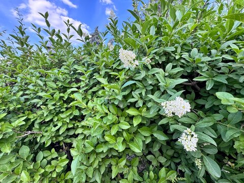 Ligustrum vulgare in bloom. Fragrant white-flowered bush of Ligustrum vulgare. Close-up. Common names; wild privet, also sometimes known as common privet or European privet.
