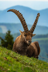 Teichalm - Oststeiermark - Almenland - Rote Wand - Steinbock