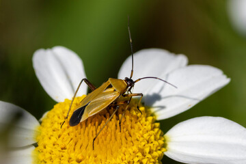 Eine Veränderliche Schmuckwanze in der Seitenansicht auf einer gelben Blüte sitzend