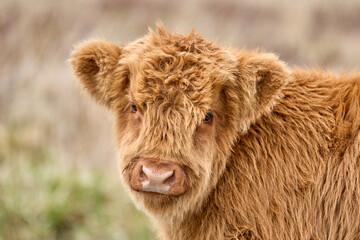 Portrait of a funny scottish highland cattle calf on a pasture in Scotland