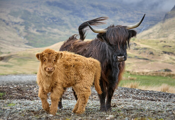 highland cattle with calf on a pasture in the scottish highlands, UK