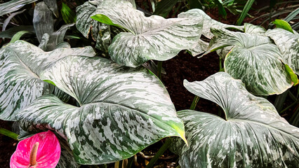 Close-up of leaves of rare tropical plant Philodendron Mamei with silvery pattern. Indoor plants....
