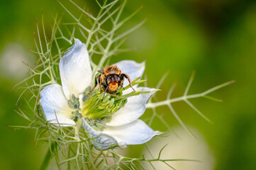 Solitary bee drying out on a Nigella flower head after sudden down pour