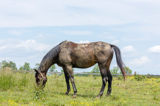 A muddy horse grazing in a field of buttercups. - Powered by Adobe