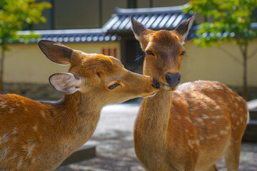 Nara, Japan - Sep 26 2024, Close-up view of faces of two wild forest deer, one deer licking another, in Nara Park, without people, at daytime, Nara, Japan