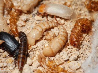 Mealworm beetles showcase varied life stages macro shot