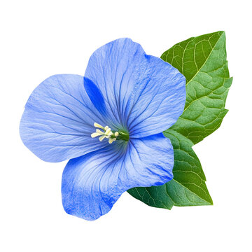 blue popy flower with green leaf isolated on transparent white background png, clipping path