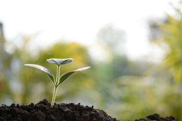 vegetable pumpkin sprout growing Macro closeup