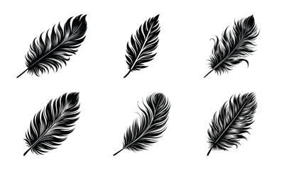 Obraz premium Different bird feather set bundle collection vector illustration isolated on a white background
