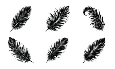 Obraz premium Different bird feather set bundle collection vector illustration isolated on a white background