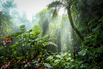  A misty, foggy rainforest landscape in the Cloud Forest, Singapore. Beautiful natural green framed...