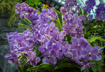 Beautiful blooming purple orchid flowers in Cloud Forest, Singapore. 