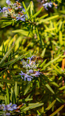 Bee on Rosemary in Spring Sunlight