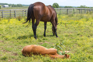 A Thoroughbred broodmare grazing in a pasture while her foal sleeps.