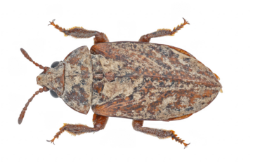Brown and beige beetle isolated on transparent background