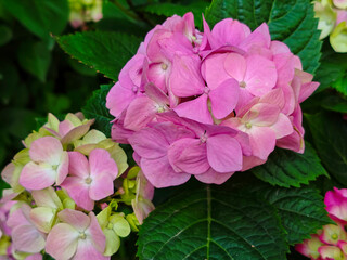 Vibrant Pink Hydrangea Macrophylla Blooms Amidst Lush Green Foliage