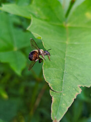 Solitary Small Bee Resting on a Vibrant Green Leaf