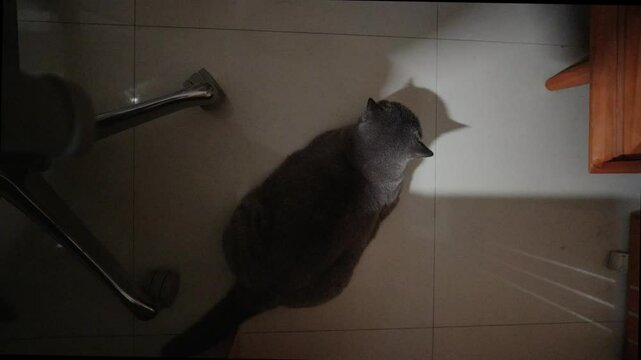 British shorthair cat sees its own shadow in the early hours of the morning and looks like a bat