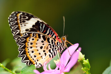 butterfly on a flower