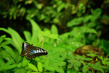 butterfly on the grass