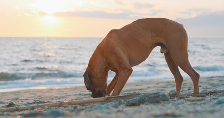 Boxer dog digging on the beach at sunset
