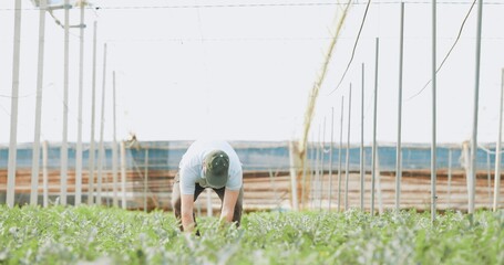 Farmer taking care of tomato plants in greenhouse