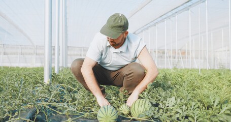 Farmer harvesting watermelons in greenhouse: cultivating fresh produce
