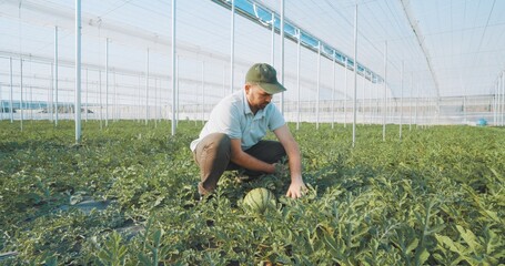 Farmer harvesting watermelon in greenhouse: innovative agriculture cultivating fresh produce