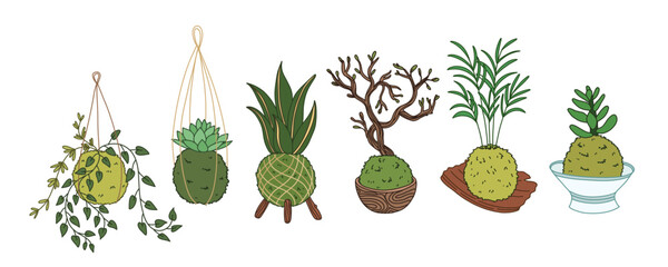 Kokedama set. Japanese moss plant succulent. Home gardening vector illustration