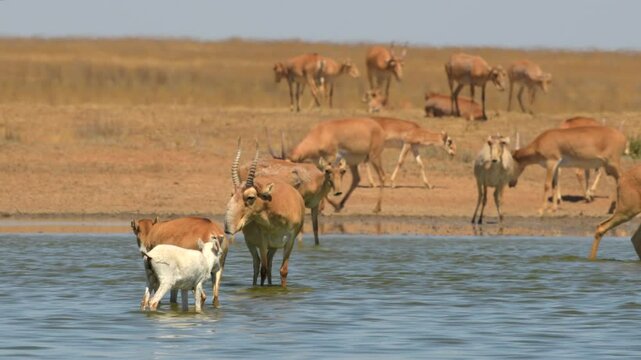 Saiga Antelopes gathered to drink water in Russia grassland