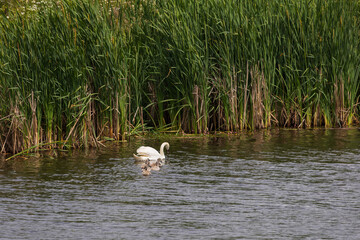 An adult swan and her baby swans swim on the surface of a pond