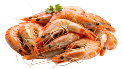 fresh shrimp on white background