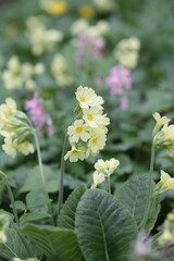 Spring flowers of a primrose or primula in a garden