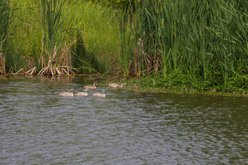 An adult swan and her baby swans swim on the surface of a pond