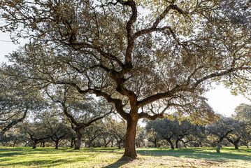The ancient oak with mysterious branches