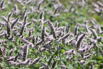Aromatic purple mint flowers in bloom. Medicinal herbs. Natural food ingredients.