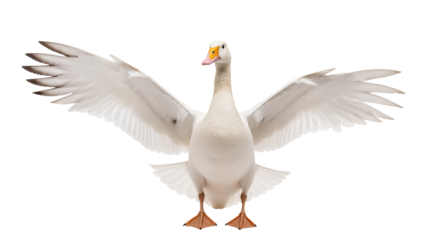 A white swan with its wings spread wide standing against a transparent  background in a full shot view
