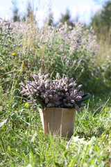 Aromatic purple mint flowers collected in the burlap bag. Medicinal herbs. Natural food ingredients.