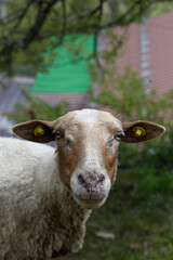 A closeup of an Alpine sheep's face