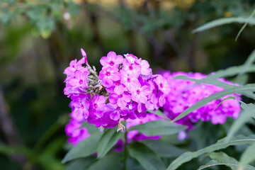 Blooming Phlox paniculata plants outdoors. Flowers in the countryside at summer.
