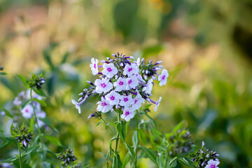 Blooming Phlox paniculata plants outdoors. Flowers in the countryside at summer.