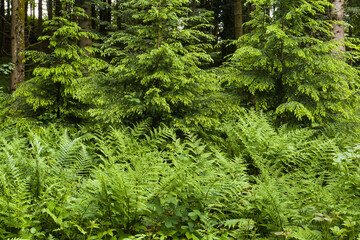 Waldflora bei Albstadt, Schwäbische Alb