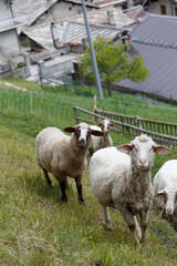 A herd of Alpine sheep grazing in the mountain pasture