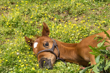 Close-up of the head of a foal sleeping in a pasture of flowers.